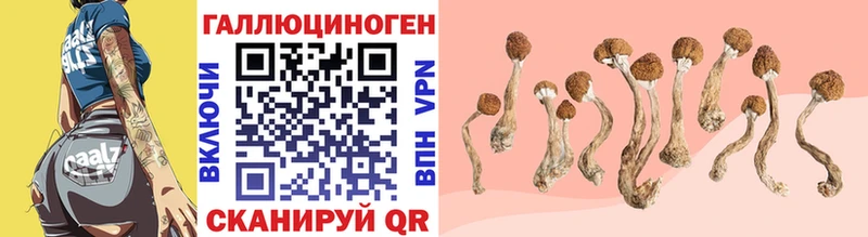 Купить  Нытва  Галлюциногенные грибы MAGIC MUSHROOMS 